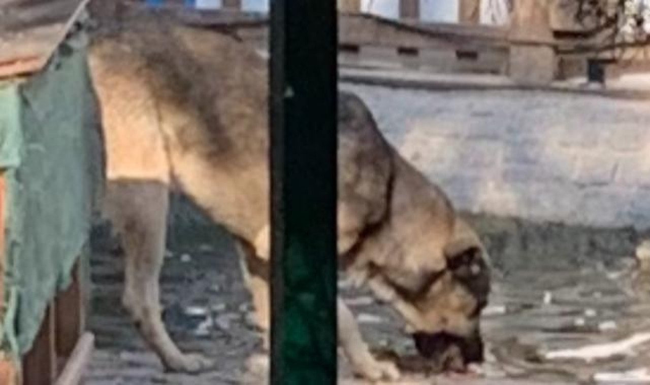 Kuğulu Park'ta köpekler kuğuları yedi mi? Ankara Kuğulu Park köpek olayı 2024