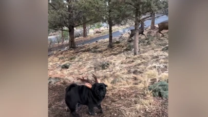 Geyik boynuzu takan köpek diğer geyikleri rahatsız etti! O anlar sosyal medyada viral oldu