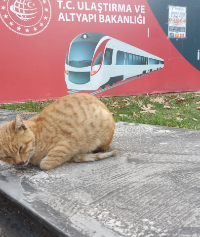 Gebze'de sokak hayvanları hasta: Duyarlı vatandaşlar harekete geçti!